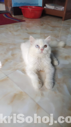 Persian cat